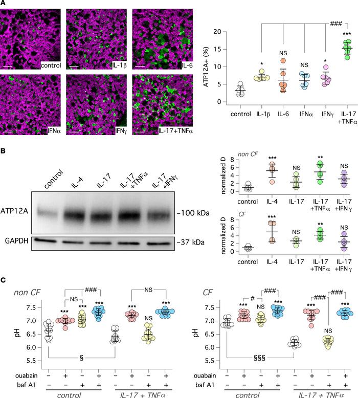 Upregulation of ATP12A expression and function by IL-17/TNF-α in vitro.
...