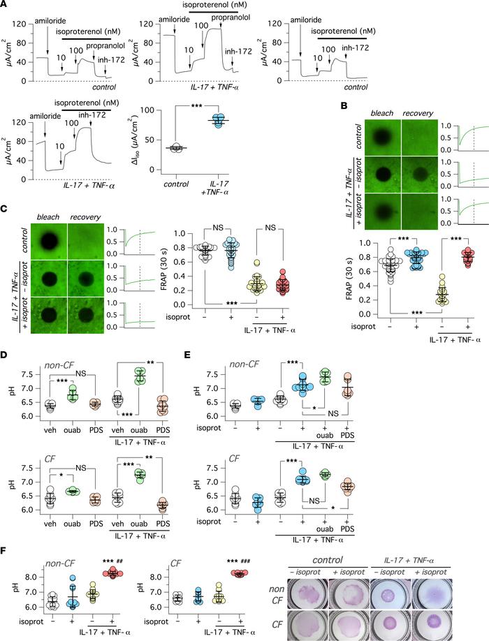Effect of β-adrenergic stimulus on airway surface properties.
(A) Repres...