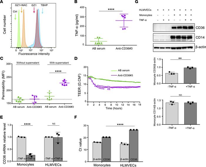 Cytokines derived from PBMCs treated with anti-CD36 Abs increase HLMVECs...