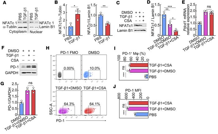 TGF-β1 induces PD-1 expression on macrophages independent of NFATc1.
(A ...