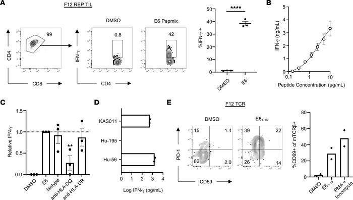 Functional characteristics of clonally expanded, HLA-DQ–restricted, E6-s...