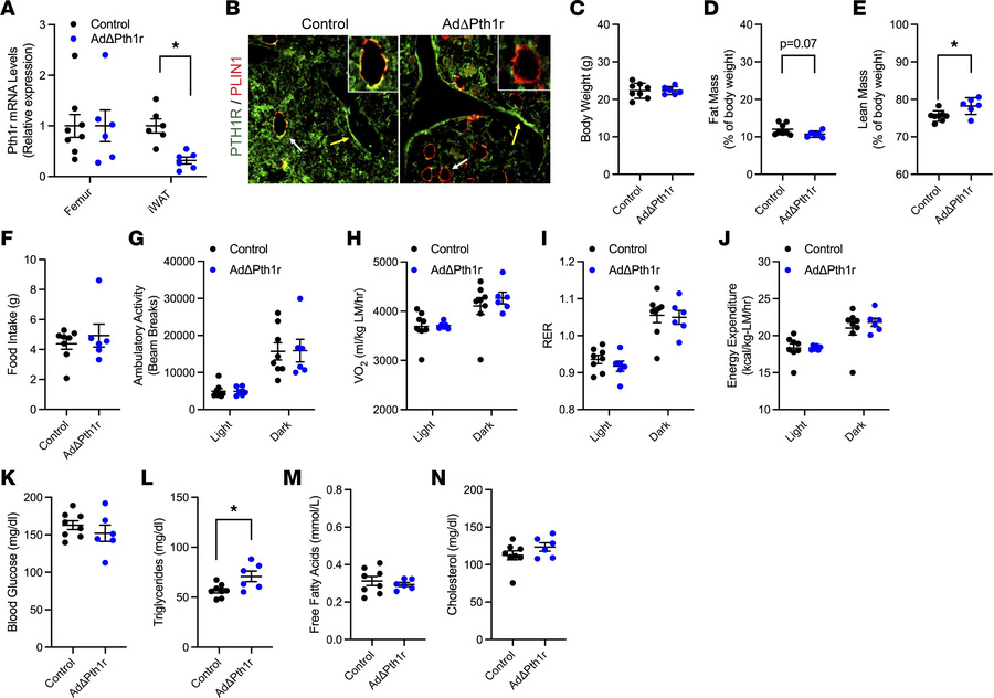 Pth1r ablation in adipocytes has a modest effect on body composition.
(A...