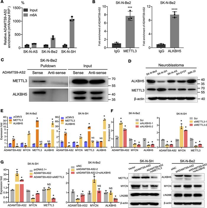 
ADAMTS9-AS2 expression levels in neuroblastoma cells is regulated by m6...