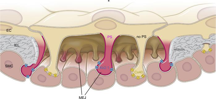 Heterogeneous lipid localization to MEJs results in functionally distinc...