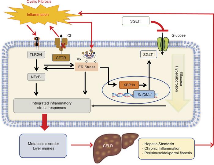 Proposed mechanism of action of how SGLT inhibition benefits CFLD.
A vis...