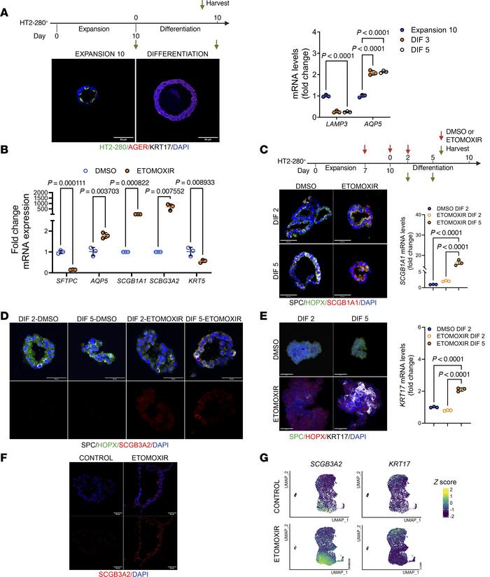 Inhibition of CPT1a in AT2 cells induces the emergence of RAS and basalo...