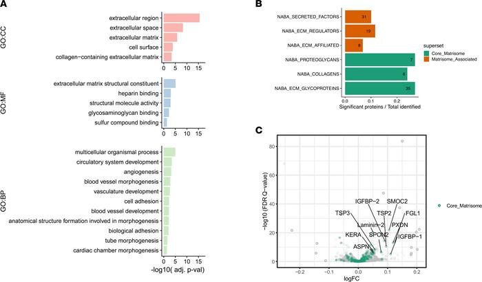 ECM and ECM-related proteins are modulated by endurance exercise trainin...