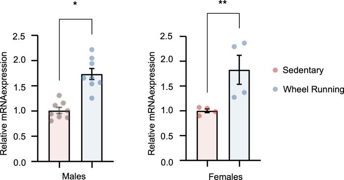 
Fap skeletal muscle mRNA expression in C57BL/6J mice undergoing volunta...