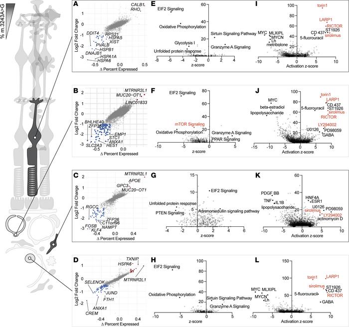 Impact of m.3243A>G heteroplasmy on gene expression of retinal cell t...