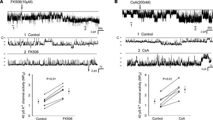 Inhibition of calcineurin (PP2B) stimulates the basolateral Kir4.1/5.1 (...