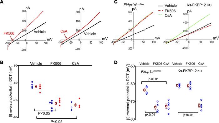 Inhibition of calcineurin (PP2B) hyperpolarizes the DCT membrane.
(A) A ...