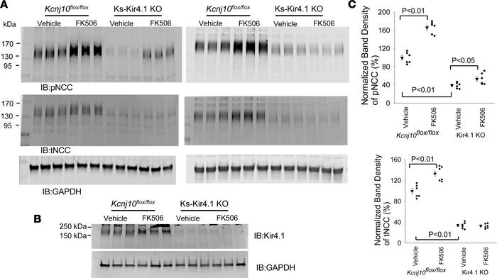 FK506 treatment–induced stimulation of pNCC expression is attenuated in ...