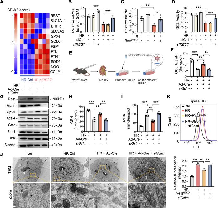 The knockdown of REST inhibits ferroptosis via upregulating GCLM express...