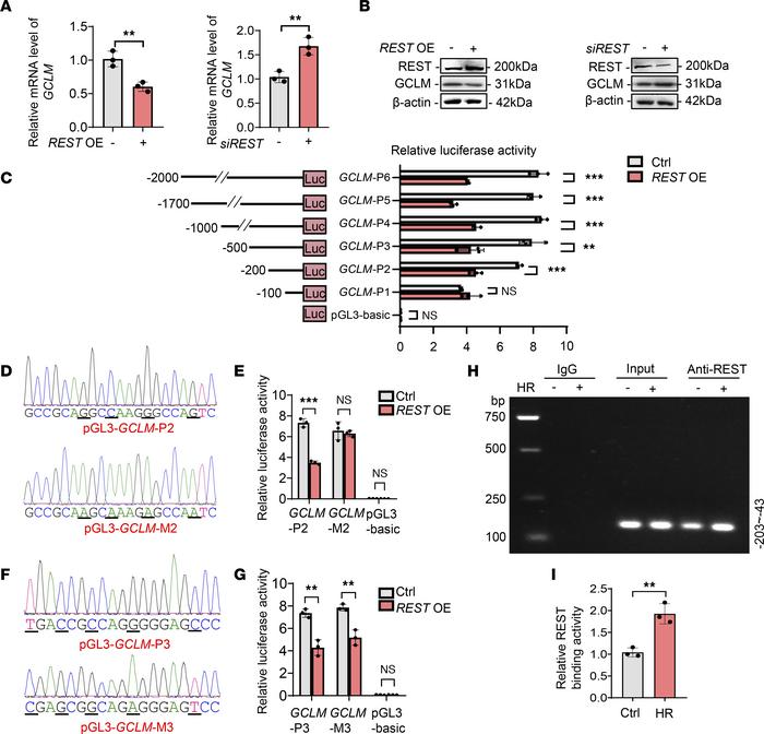 REST suppresses GCLM transcription through directly binding to its promo...