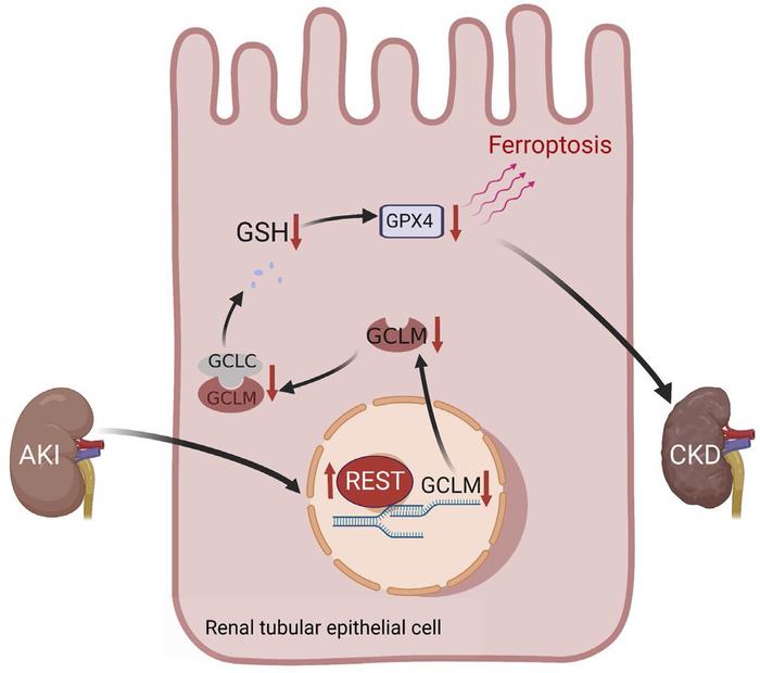 Proposed model for the role and mechanism of REST in suppressing ferropt...