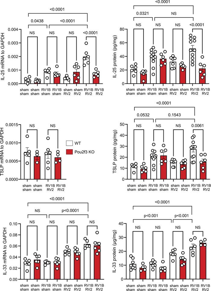 Pou2f3 deficiency blocks expression of innate cytokines in mice undergoi...