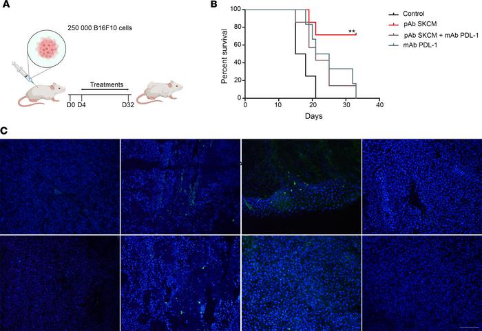 Antimelanoma pAb increase survival rate in a melanoma mouse model and el...