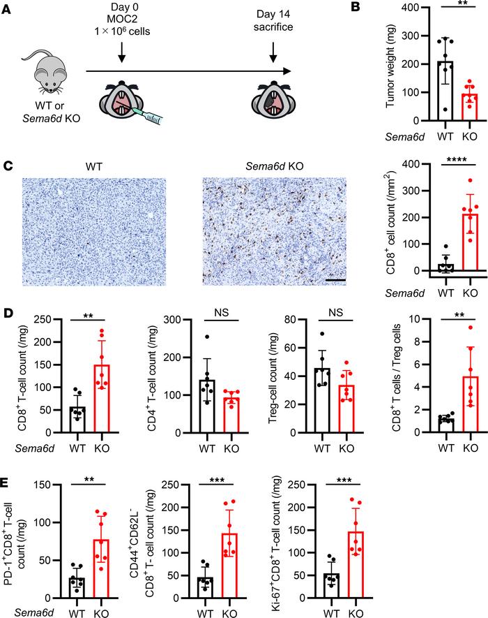 Genetic knockout of Sema6d suppressed tumor progression and induced CD8+...