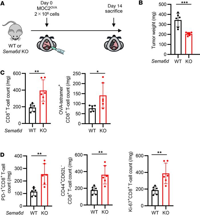 Genetic knockout of Sema6d suppressed tumor progression and induced tumo...