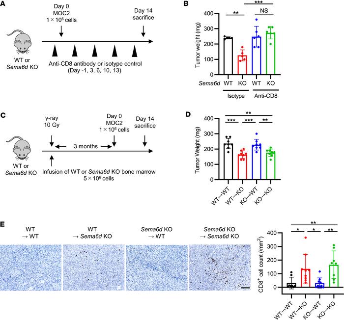 Sema6D expressed by nonhematopoietic cells suppresses CD8+ T cell activa...