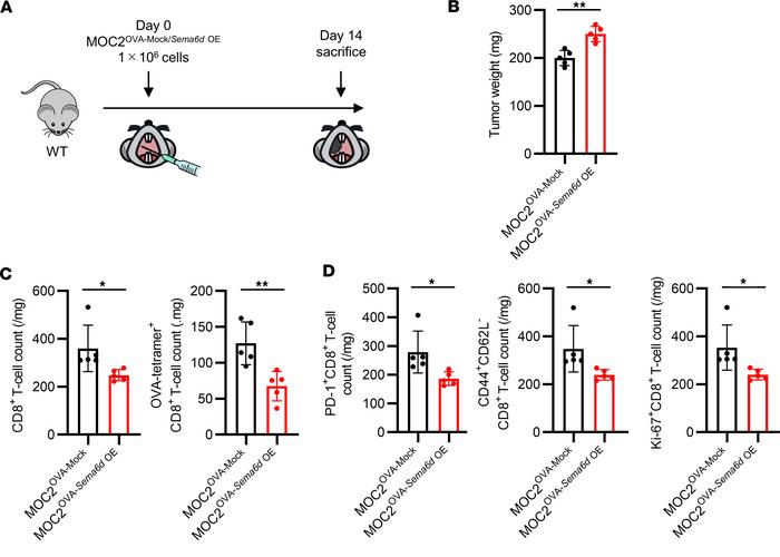 Sema6D expressed by tumor cells inhibits CD8+ T cell activation and prol...