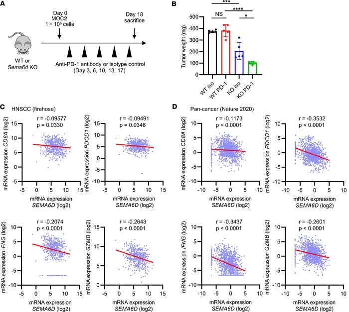 The expression of SEMA6D is negatively correlated with genes related to ...