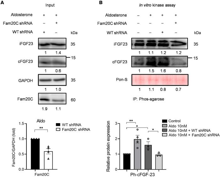 Aldosterone exerts a stimulatory effect on FGF-23 by modulating Fam20C a...