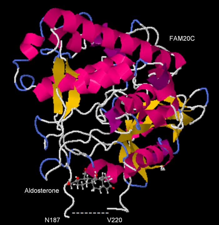 Aldosterone-induced modulation of FAM20C kinase activity in PA.
Molecula...