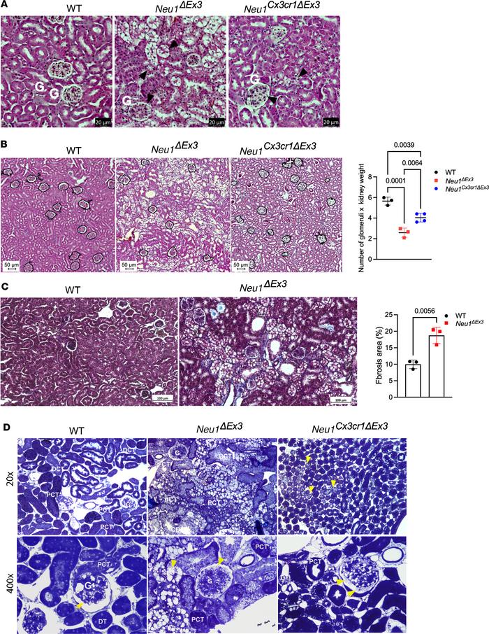 Light microscopy images of cortical and medullary regions of kidney from...