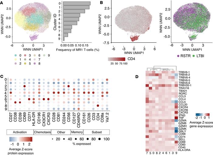 MR1T cells are characterized by transcriptional homogeneity at rest.
(A)...