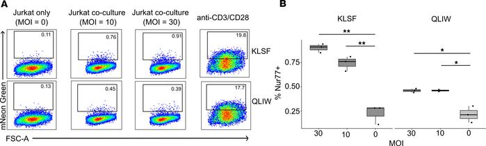 MR1T clonotypes associated with RSTRs recognize mycobacteria-infected ce...