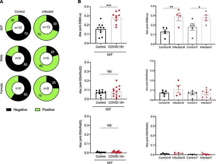 Autoantibody profile of mouse sera.
(A) Antinuclear antibody profile was...