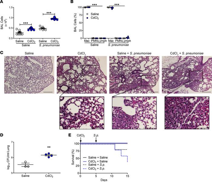 Cadmium exacerbates lower respiratory tract infections.
WT mice were exp...