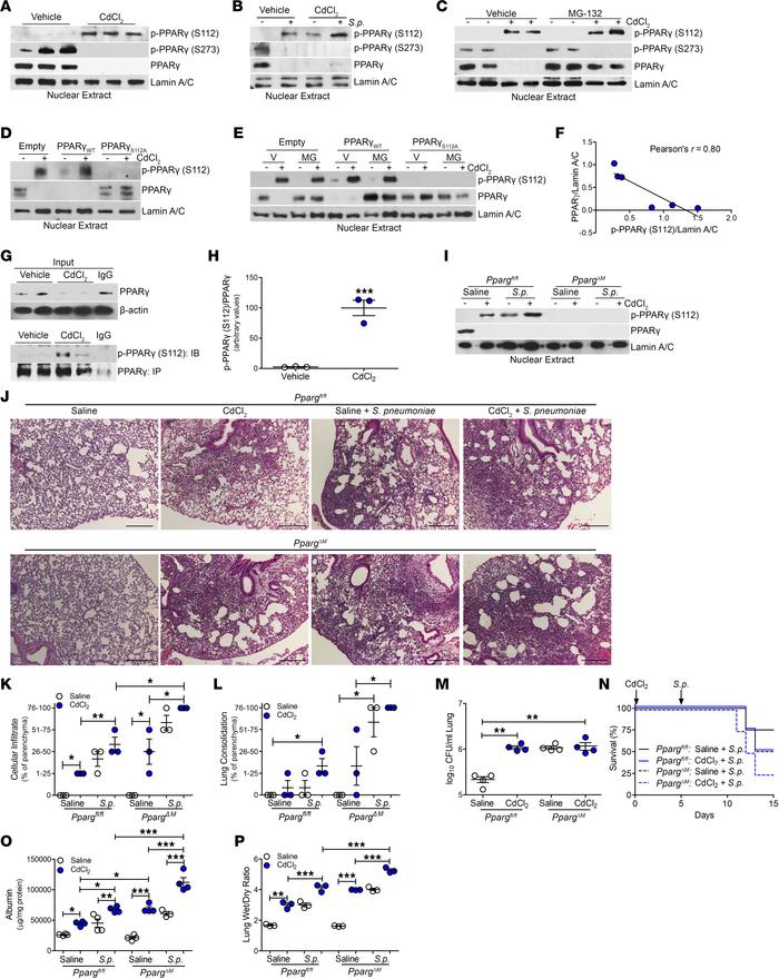 Cadmium mediated PPARγ phosphorylation at Ser112, resulting in greater l...