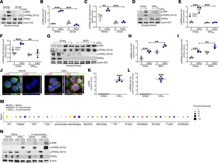 ERK activation mediates phosphorylation of PPARγ.
(A) Nuclear immunoblot...