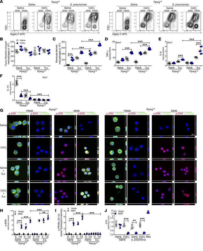 Severe LRTIs inhibit PPARγ expression in monocyte-derived macrophages.
(...