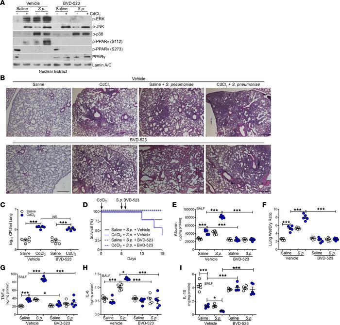 Inhibition of ERK activation reduces lung injury, facilitating PPARγ act...