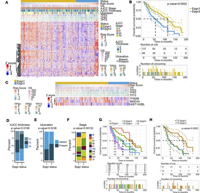 Epgn1/Epgn3 gene signature classifies primary melanoma tumor samples int...