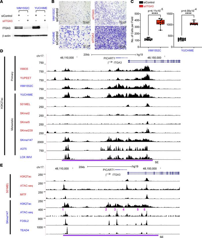 ITGA3 suppresses invasion and is associated with super-enhancer–mediated...