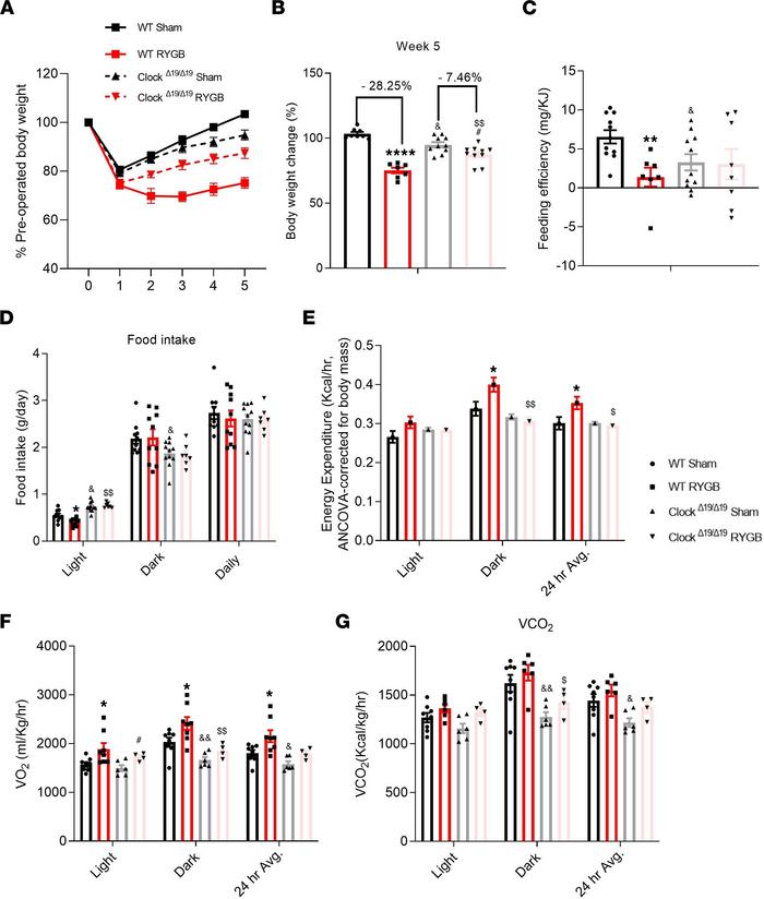 RYGB-induced metabolic effects are significantly attenuated in ClockΔ19 ...