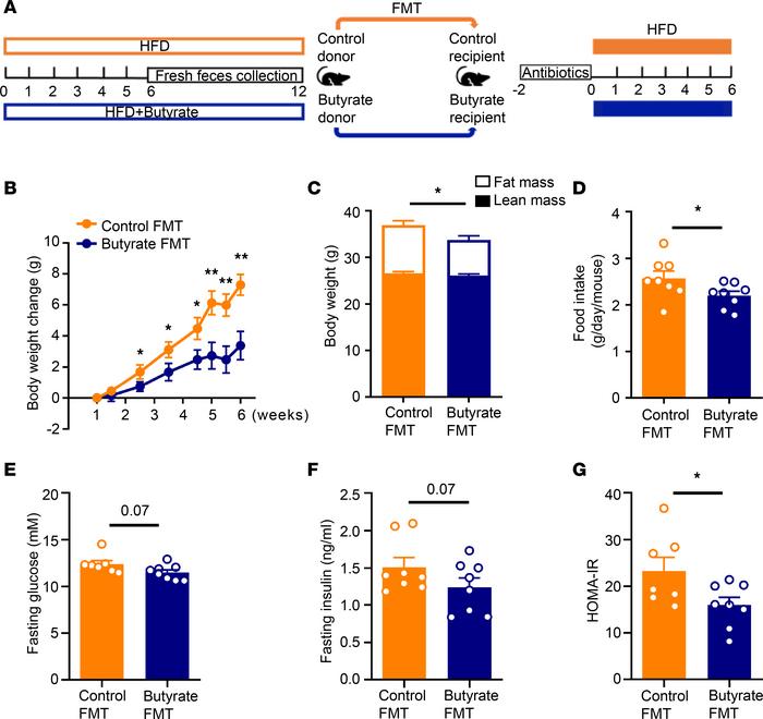 FMT from butyrate-treated lean donor mice attenuates HFD-induced weight ...
