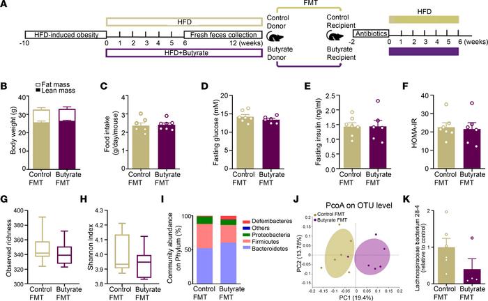 FMT from butyrate-treated obese donor mice does not attenuate weight gai...