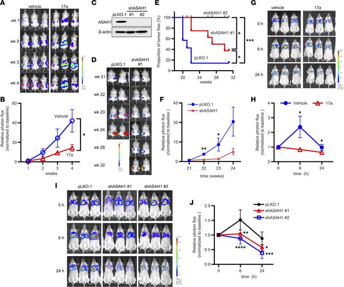 Suppression of ASAH1 decreases the survival of TSC2-null cells in vivo.
...