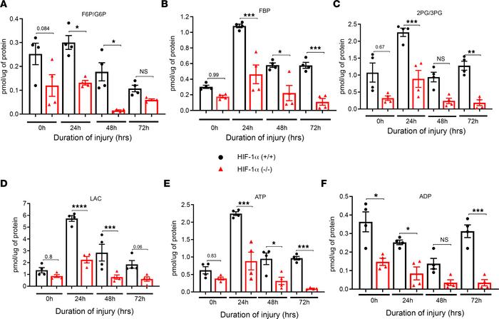 Presence of HIF-1α in AEC regulate anaerobic metabolic profile.
HIF-1α+/...