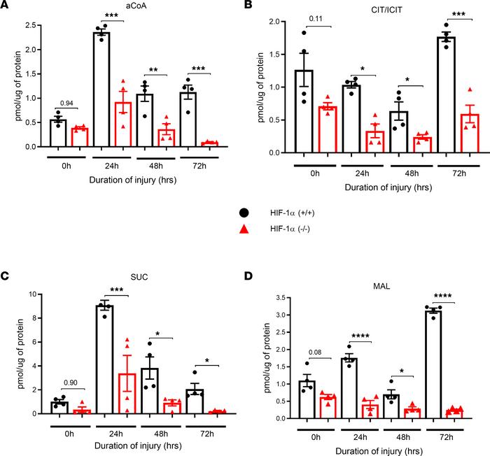 Presence of HIF-1α in AEC regulate anaerobic metabolic profile.
HIF-1α+/...