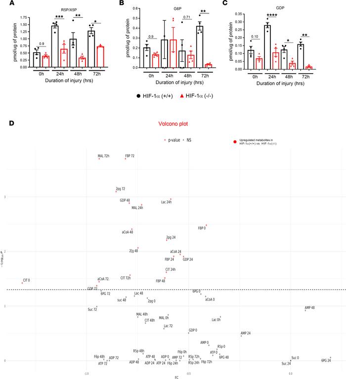 HIF-1α on activating the pentose phosphate pathway following LC.
HIF-1α+...