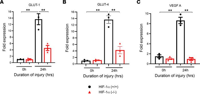 HIF-1α deletion shows a reduction in glucose transporter gene level foll...