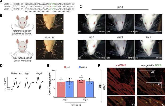 A point mutation in VAMP-1 renders rats resistant to TeNT peripheral neu...