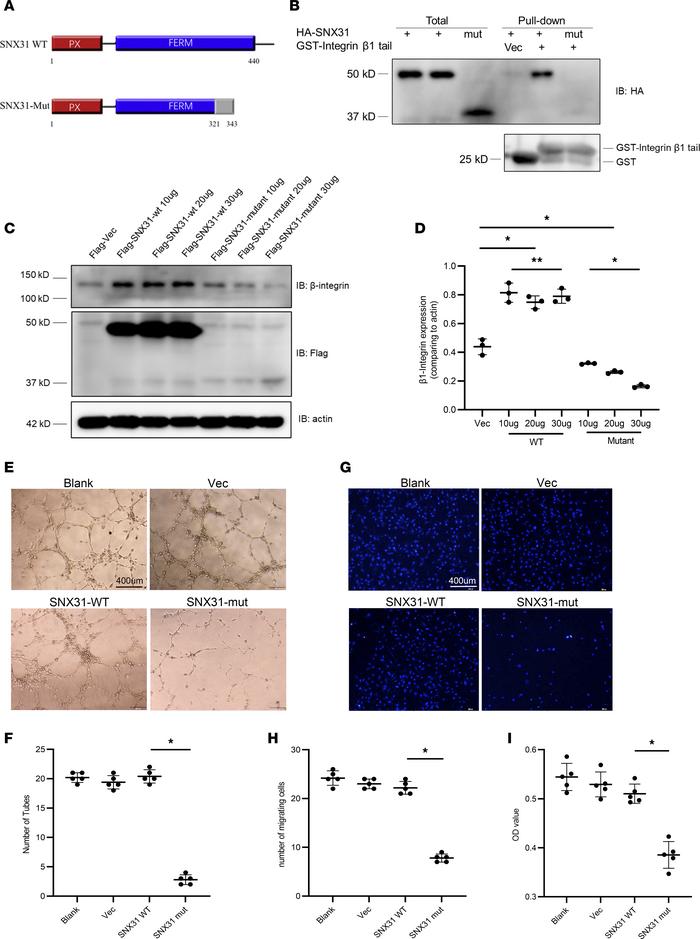 Mutant SNX31 failed to bind β1 integrin, downregulated β1 integrin level...