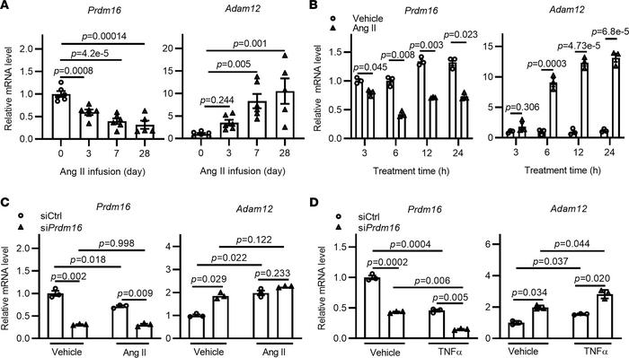 Reverse association between the expression of Prdm16 and Adam12 in VSMCs...